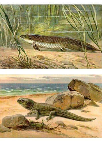 premiers animaux terrestres