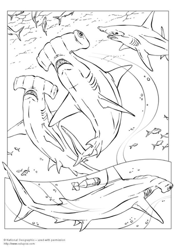 requin marteau