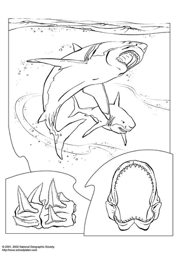 requin