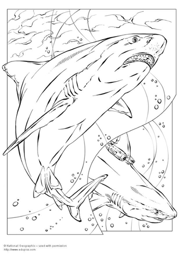 requin bouledogue