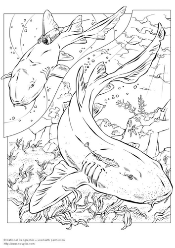 requin