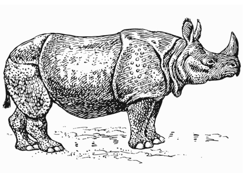 Coloriage rhinocéros