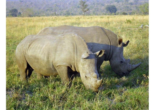 Photo rhinocéros