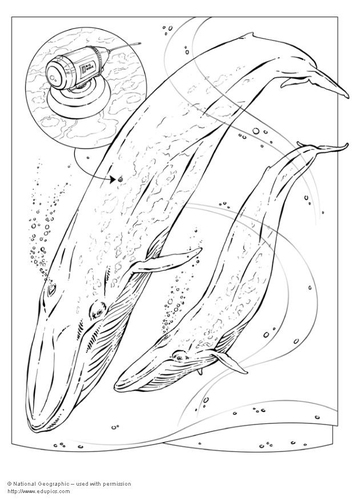 Coloriage rorqual bleu