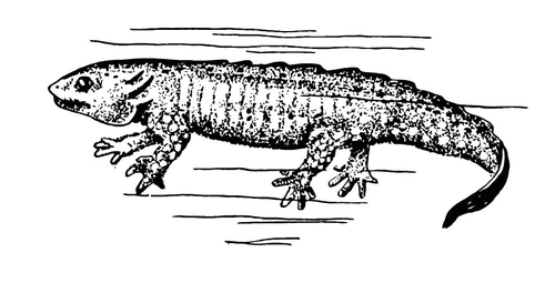 Coloriage salamandre