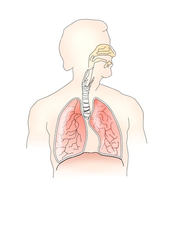 système de respiration