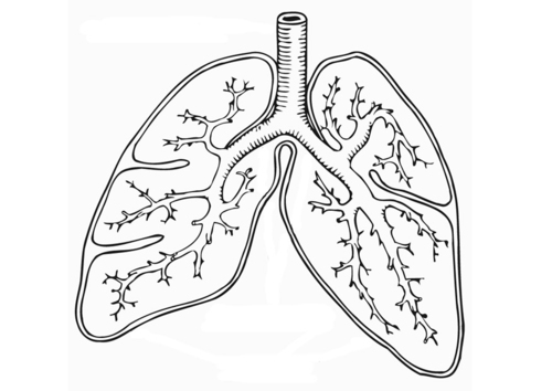Coloriage système respiratoire