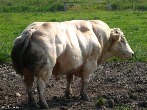taureau