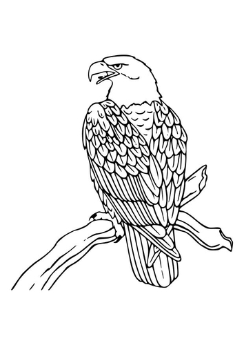 un aigle