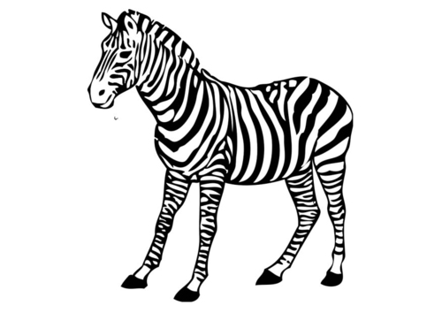 Coloriage zèbre