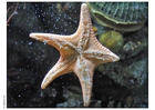 Photo étoile de mer