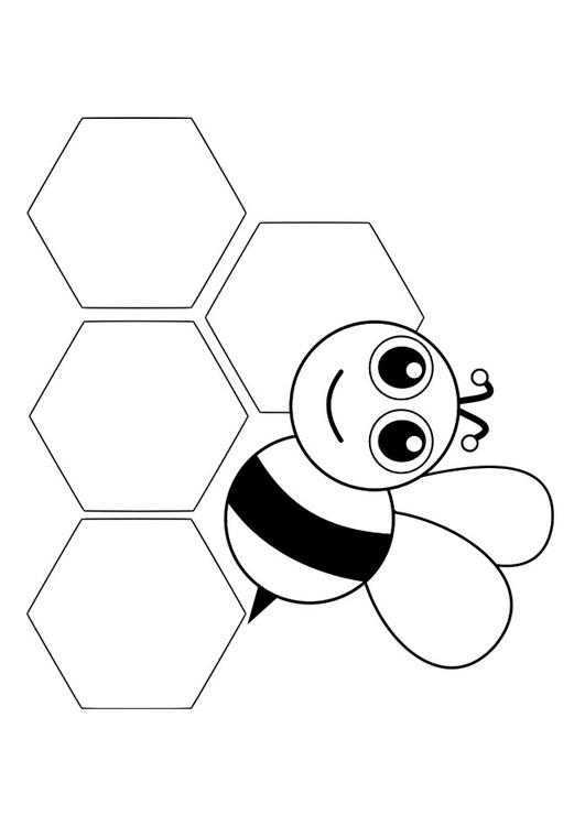 abeille - devant