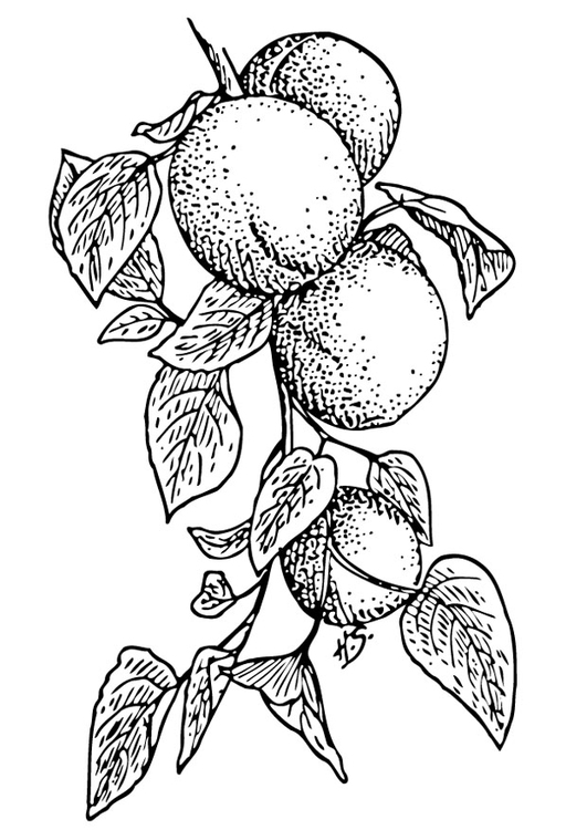 Coloriage abricots