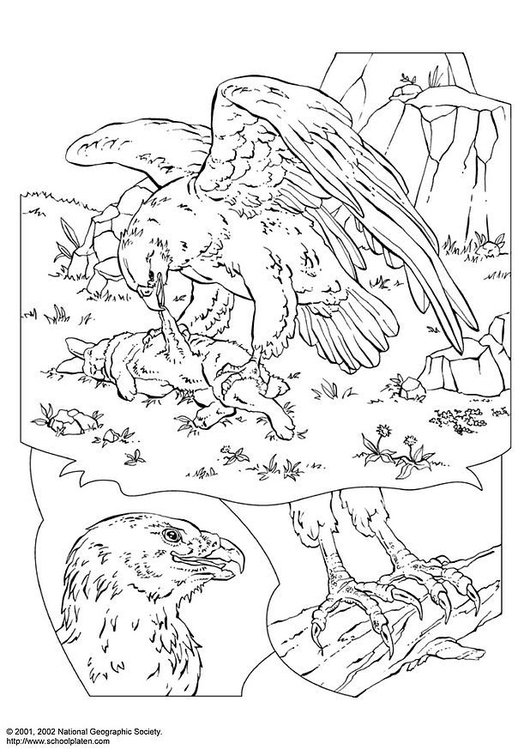 Coloriage aigle