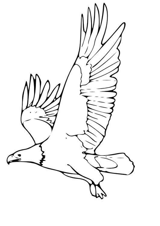 Coloriage aigle