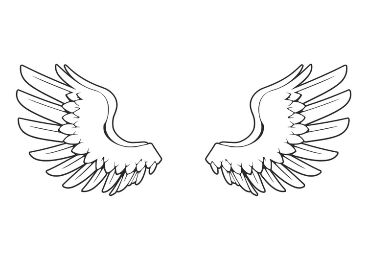 Coloriage Aile  Dessin et Coloriage