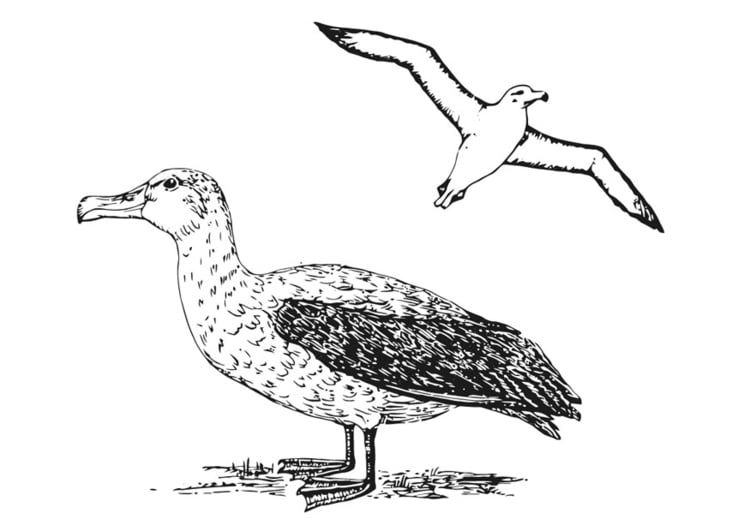 Coloriage albatros