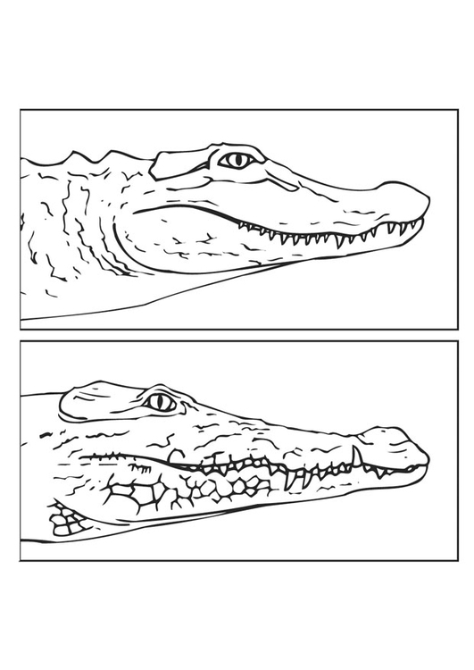 Coloriage alligator - crocodil