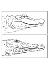alligator - crocodil