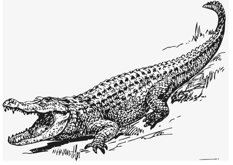Coloriage alligator