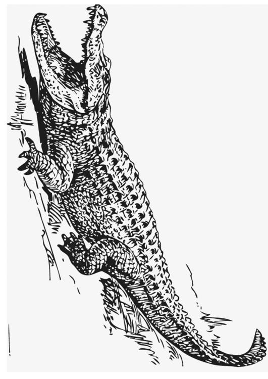 alligator