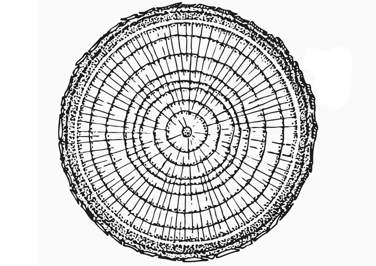 Coloriage anneaux de croissance