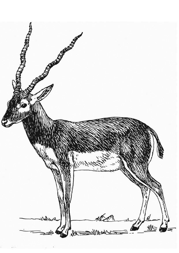 Coloriage antilope - Coloriages Gratuits à Imprimer - Dessin 13204