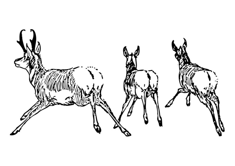 Coloriage antilopes