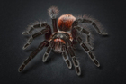 Photo araignÃ©e