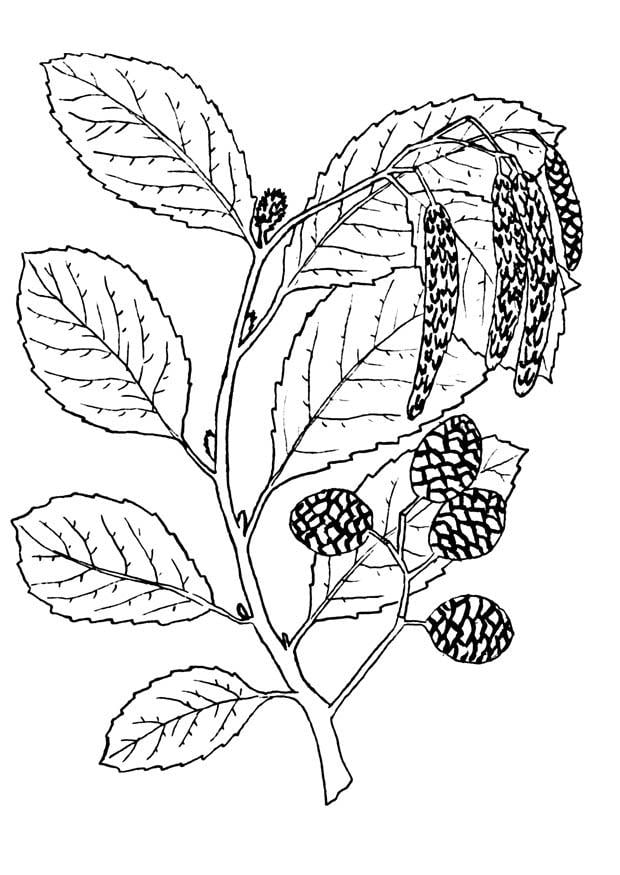 Coloriage arbre - aulne