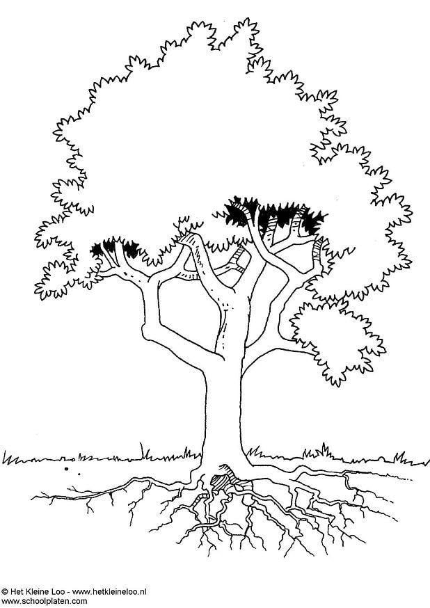 Coloriage arbre