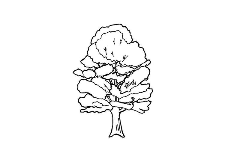 Coloriage arbre