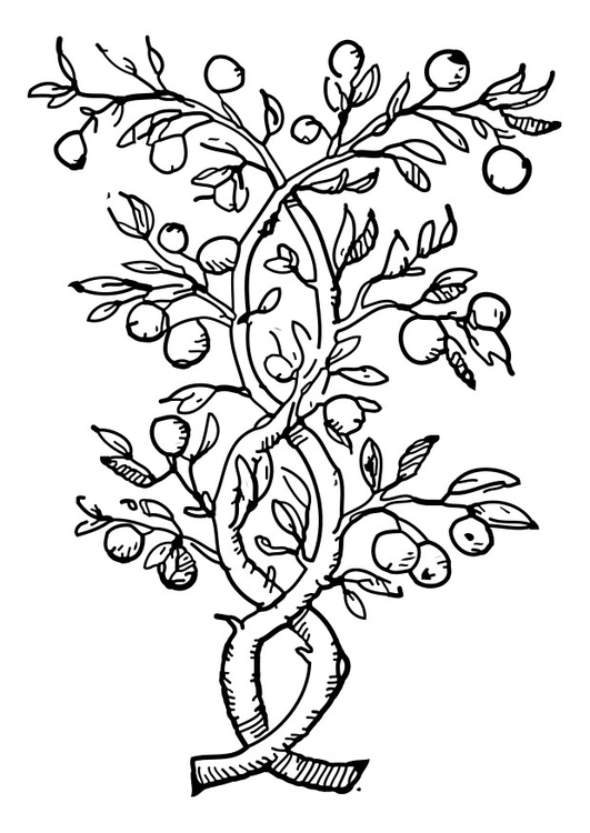 Coloriage arbre fruitier