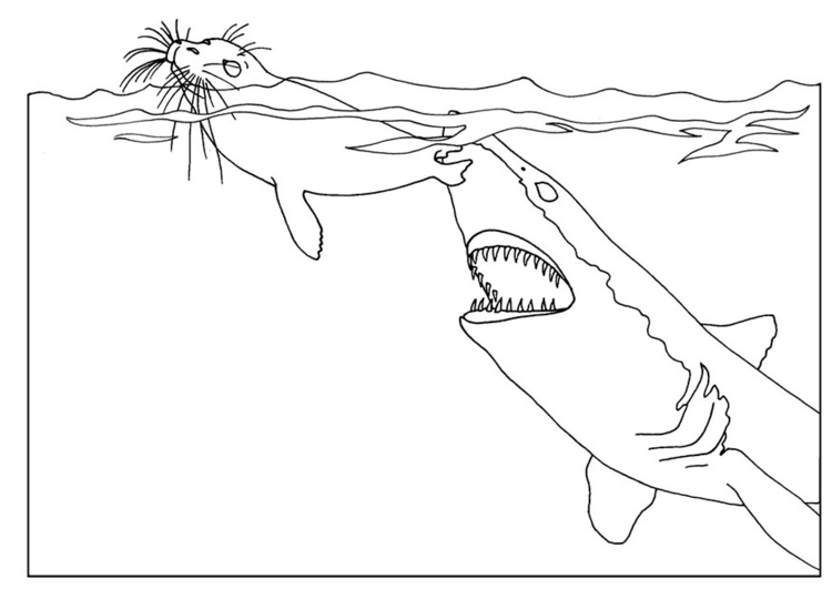 Coloriage attaque de requin