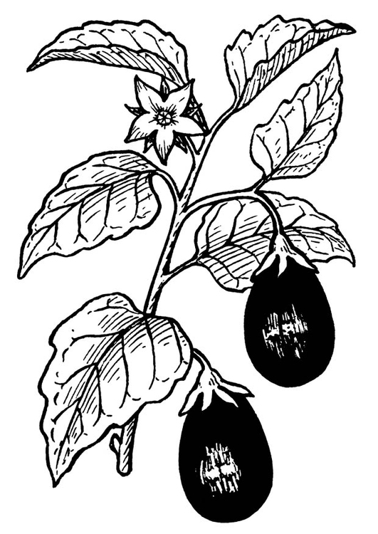 Coloriage aubergine