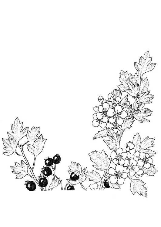 Coloriage baies et fleurs