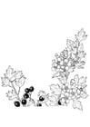 Coloriage baies et fleurs