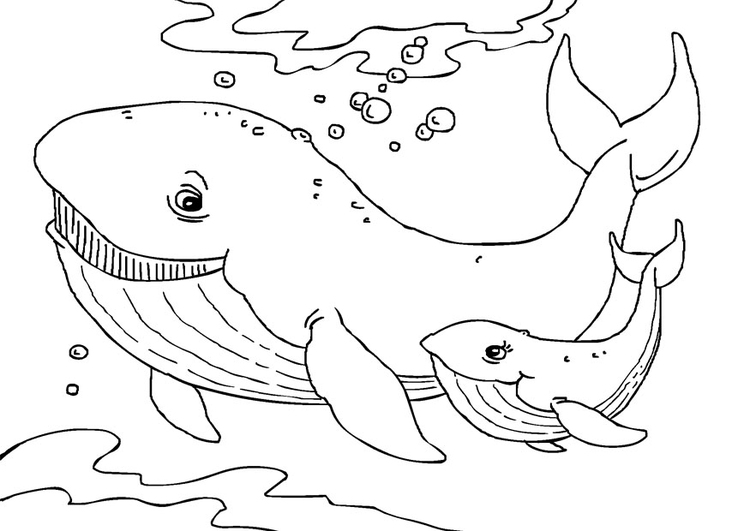 Coloriage baleines