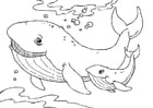 Coloriage baleines