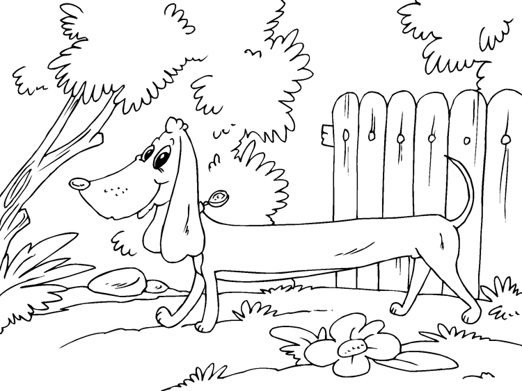 Coloriage basset