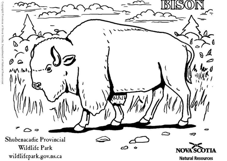 Coloriage bison
