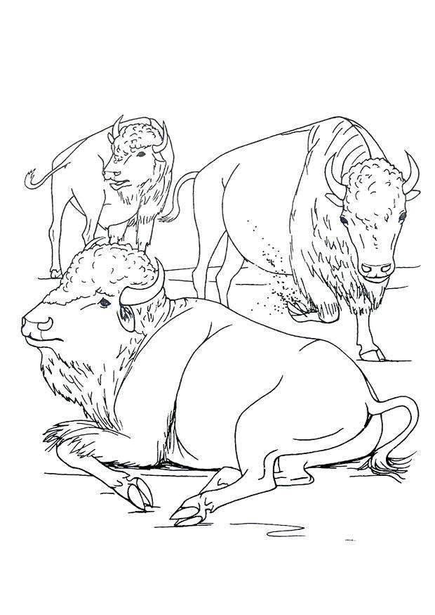 Coloriage bisons