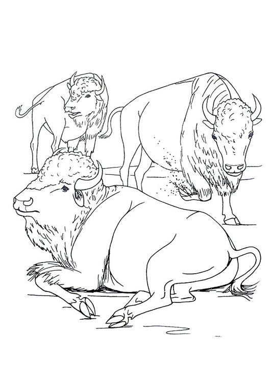 bisons