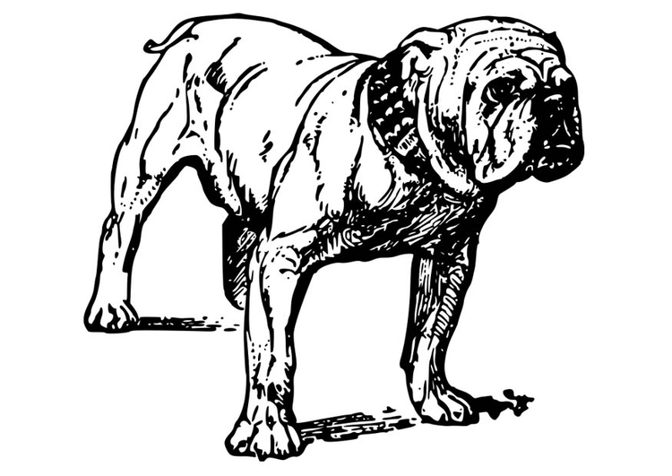 Coloriage bouledogue