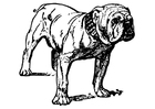 Coloriage bouledogue