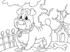 Coloriage bouledogue