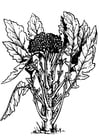 Coloriage brocoli