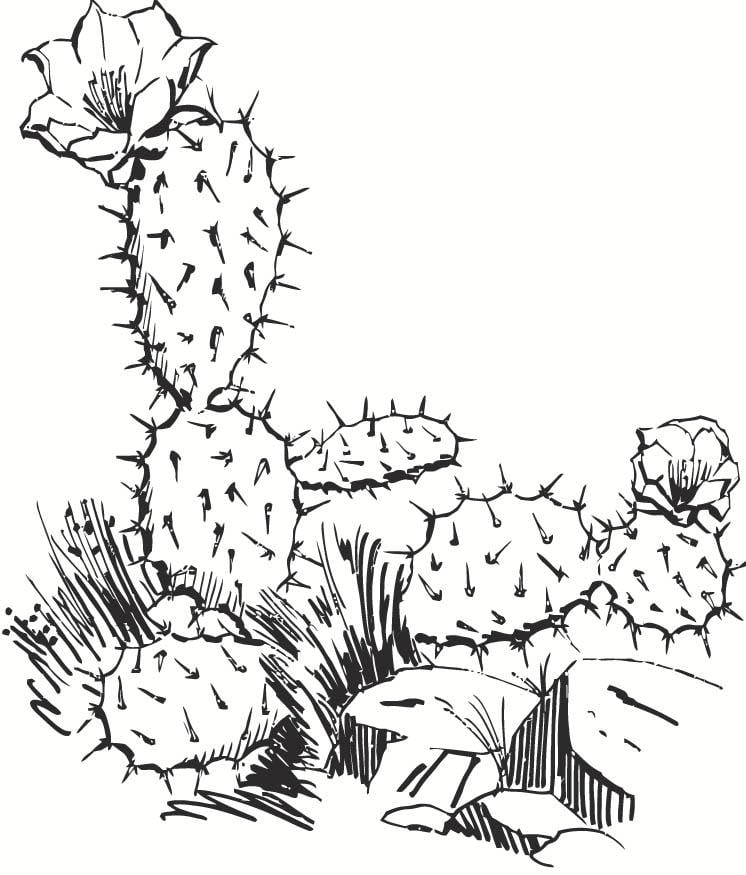 Coloriage cactus
