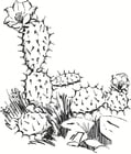 Coloriage cactus