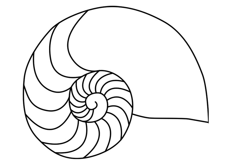 Coloriage calmar mollusque nautilus